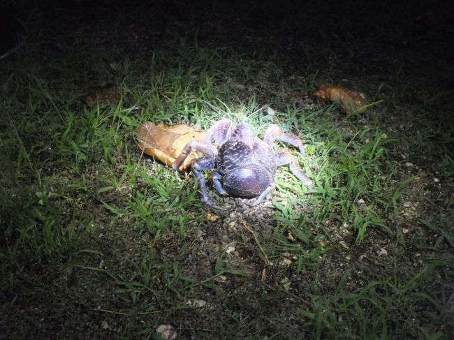 ヤシガニです。