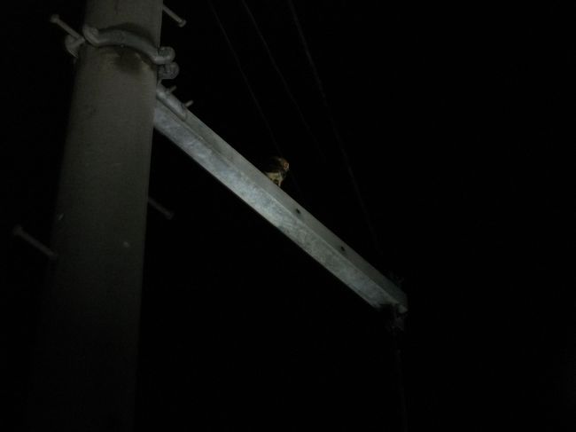 リュウキュウコノハズクです。<br />これ、かわいいです。