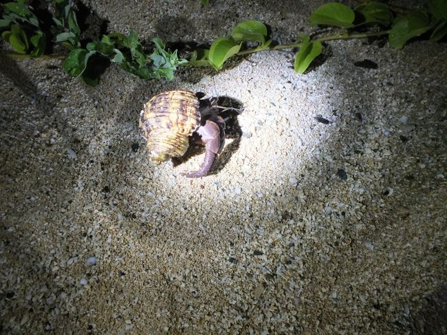 これはオカヤドカリです。