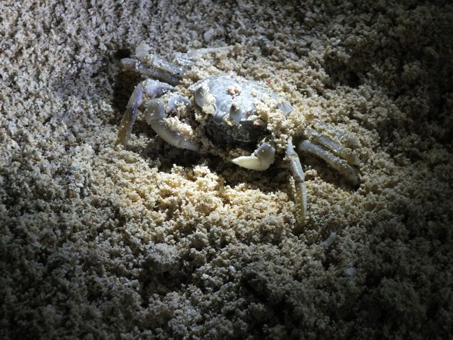 動きの早いカニです。