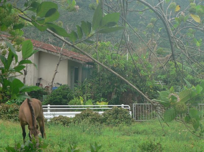 朝ごはんの後、少しウトウトしてしまいましたが、雨は降っていないので宿の周りを散策します。<br />宿の前の馬です。
