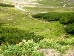 バスは１０時４０分頃に畳平ＢＴに到着。

バスターミナルの裏側は高山植物の咲くお花畑。花の見頃は７月中旬から８月初旬。
予想はしていたものの、８月半ばでは少しさみしい感じに(T_T)