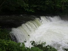 お次は「さくらの滝」へ
さくらという名前は、さくらますが川登りをすることから付いたそうです
サクラマスさん、しきりにトライしますが、なかなかタイミングや距離が合いません。今日は雨のため水量が多く、なかなか難しいようです
