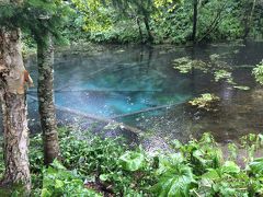 透明度が高く、沈んでいる木がよく見えます
池全体が、青味がかっているのかと思ったら、一部だけでした
