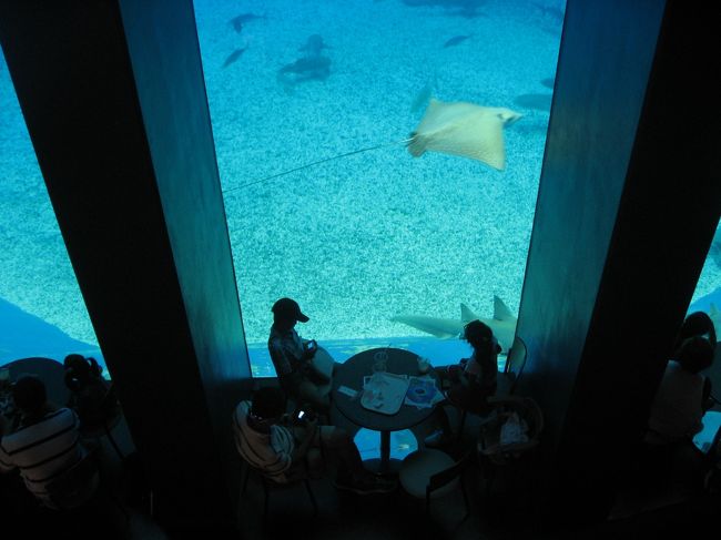 １６ 沖縄旅行３ 美ら海水族館 カフェ オーシャンブルー からジンベエザメを見る 美ら海 本部 今帰仁 沖縄県 の旅行記 ブログ By たーさん フォートラベル