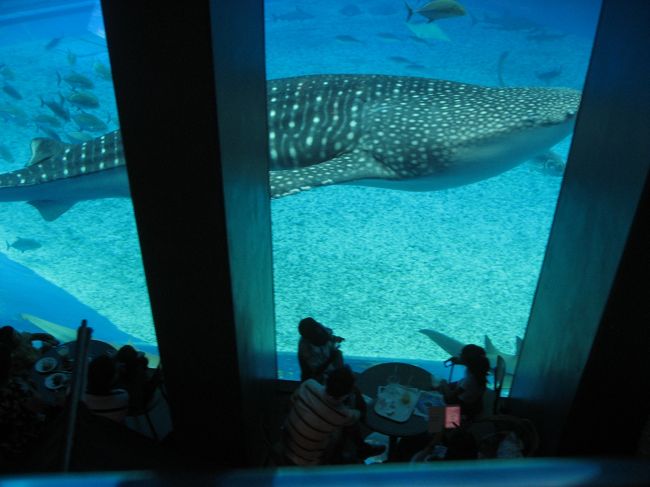 １６ 沖縄旅行３ 美ら海水族館 カフェ オーシャンブルー からジンベエザメを見る 美ら海 本部 今帰仁 沖縄県 の旅行記 ブログ By たーさん フォートラベル