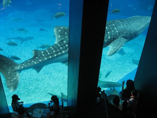 １６ 沖縄旅行３ 美ら海水族館 カフェ オーシャンブルー からジンベエザメを見る 美ら海 本部 今帰仁 沖縄県 の旅行記 ブログ By たーさん フォートラベル