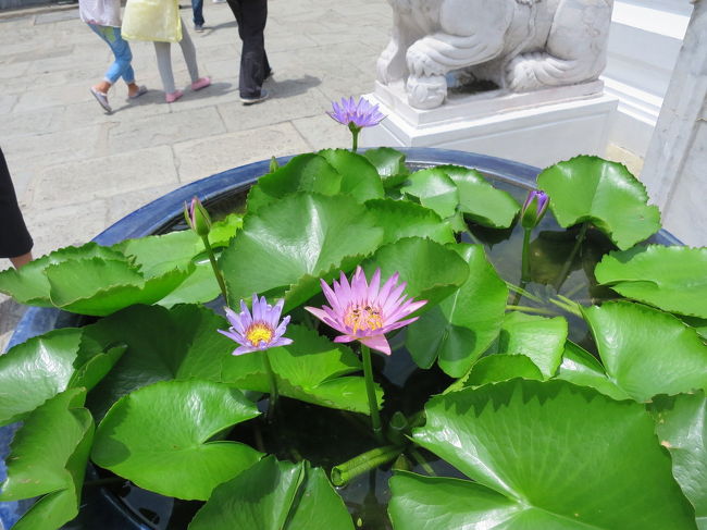 紫の蓮は初めてみたなぁ