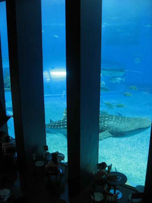 １６ 沖縄旅行３ 美ら海水族館 カフェ オーシャンブルー からジンベエザメを見る 美ら海 本部 今帰仁 沖縄県 の旅行記 ブログ By たーさん フォートラベル