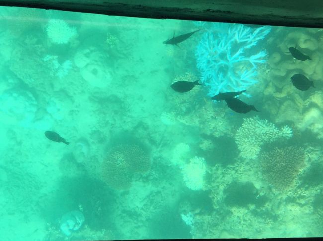 石灰化した珊瑚が目立ちます。