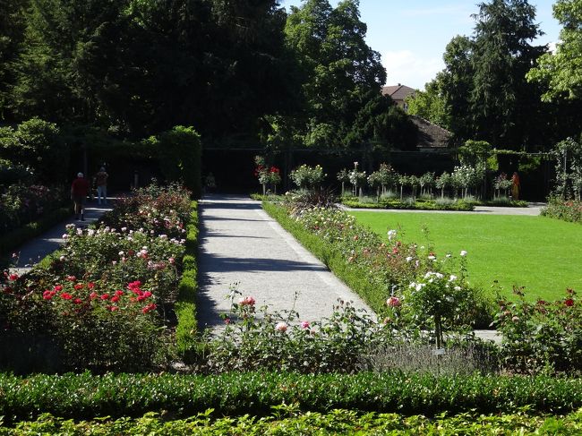 私の期待度大であったバラは、まだかなり咲いてはいたのですが、強烈な日差しの中で無残な枯れ姿をさらしておりました。見頃は２か月くらい前だったかと。これはしかたがないですね。