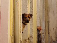 その後は、アルファマ地区へ

こちらも高台です

ワンちゃんが、こちらを見ていました＾＾