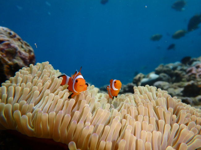 ニモがいました！