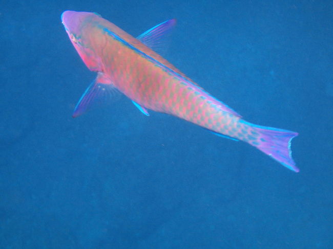 カラフルでキレイなイラブチャー