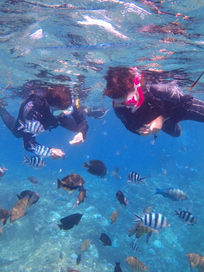 餌付けをしたり