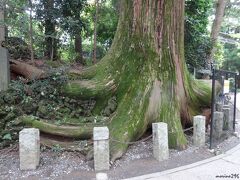 高尾山　たこ杉

１号路を進むと「たこ杉」があります。

道の邪魔になる根を切られそうになった杉が、
一夜にして根をぐにゃりと曲げたと伝わる、
高さ３７ｍ、幹周り約６ｍ、樹齢約４５０年の大杉です。

フェンスには「たこ杉からのお願い」として、
・根っこにのぼらないで！！
・幹や根に触らないで！！
「私も４５０歳を越えました。
病気が心配で、特に靴底の泥や雑菌がからだによくないそうです。
皆さんのご協力をお願いします。」と書かれていました。