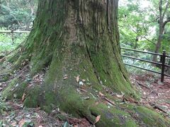 天狗の腰掛杉

樹齢７００年といわれる杉、高尾山の天狗がこの木に腰かけて、参拝者を見守っていると伝えられています。
