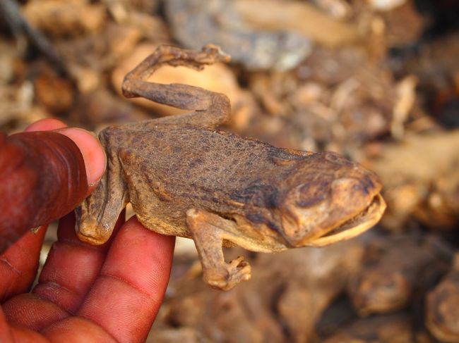 ひぃ〜〜〜っ(>_<)<br /><br />私こういうの大して苦手じゃないし（生きてる蛙は大嫌い）、さっきから平気でズームでパシャパシャやってるんだけどさ、手に取って見せられるとどうも。。。<br /><br />