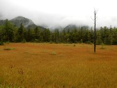 大正池から１ｋｍ、田代湿原に来ました。

低い草で覆われた湿原です。

