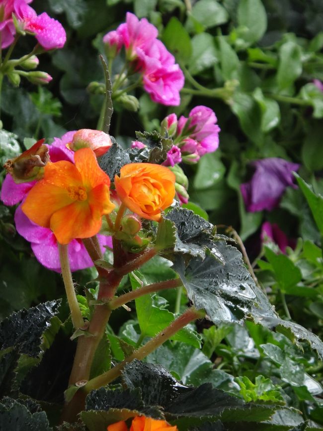 ゼラニウムとベゴニアの花で飾りつけられていましたが、私的に何か白い花を加えたほうがいいのではないかと思いました。木の橋も色が濃いので、シックすぎる感じです。白い色が入るともっと明るく映えるのでは？