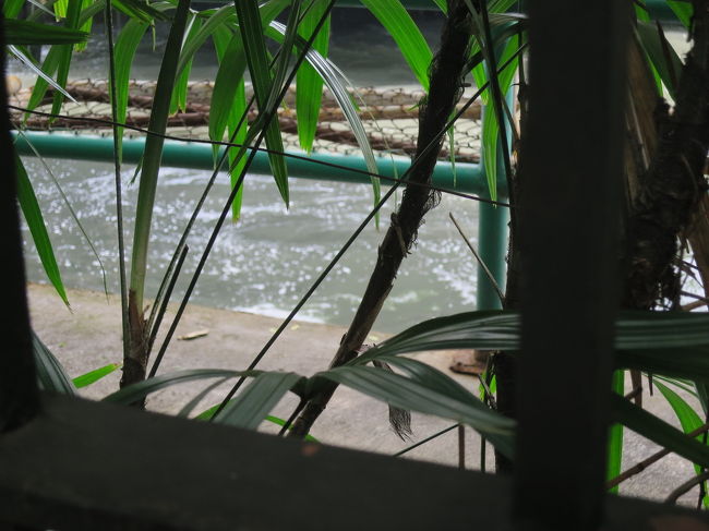 トンプソンの家の裏は水路です<br />時々、水上バスが勢いよく通ります<br />乗ってみたいな