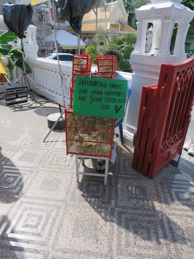 鳥さん鳥さん売られてます