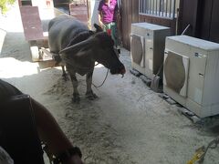 由布島観光も終わり、西表島の大原港から竹富島へ向かいました。
竹富島の伝統家屋巡りは由布島から出稼ぎにきている水牛車での観光です。