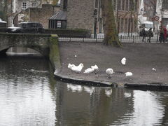 ハクチョウ発見！
それにしても、ここはパンフレットなどで見る「愛の湖」なのですが…
同じところは思えないくらいどんよりしています…
どうか、この写真を参考にせずに、ガイドブックなどに載ってる写真を参考にして下さい (；・д・A