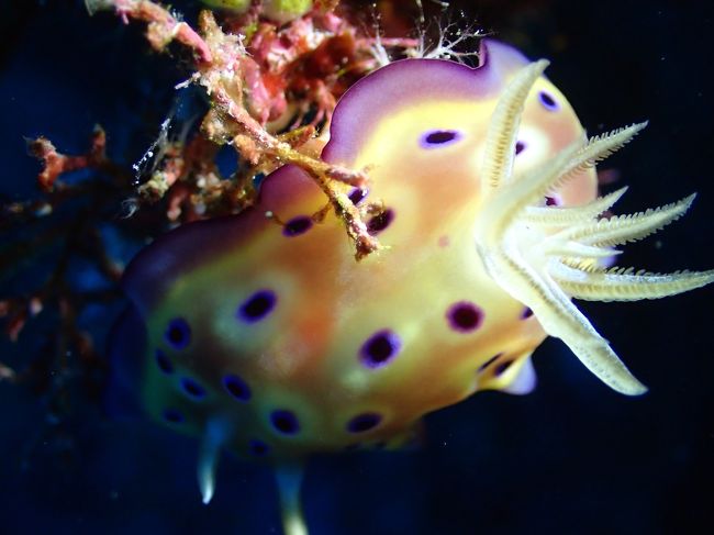 ウミウシ君にはライトオンです