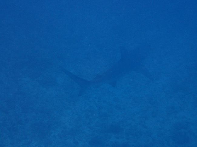 よなら水路は荒れて入れずに<br />よなら水路のハズレで潜れば<br />後方からメジロ鮫さんに遭遇 焦<br />もともと濁りで透明度約15m <br />不気味ですよね 怖かったです 笑<br /><br />写り悪くすいません 