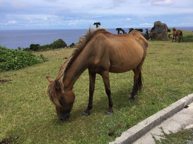ヨナグニウマ<br /><br />こんなに近くで馬見たの初めて〜。<br />人懐っこくてさわらせてくれた！<br />