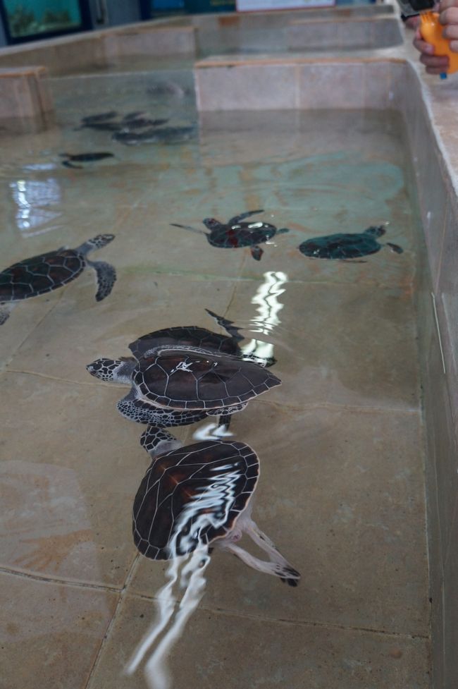 子ウミガメから、大人ウミガメまで沢山いました〜。<br />壁側には水槽があってタツノオトシゴとか、プチ水族館みたいになってた。