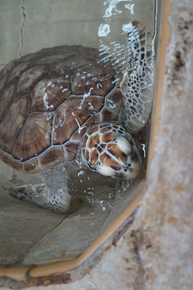 水槽に顔近づけたら寄ってきた！かわいい！