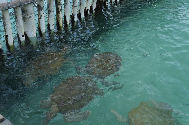 お外にでると、湾で保護してるウミガメくんたちに会えます。