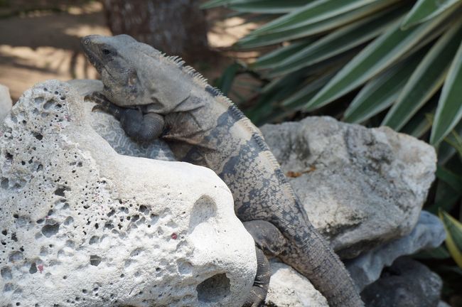 いたいた、野良イグアナ。