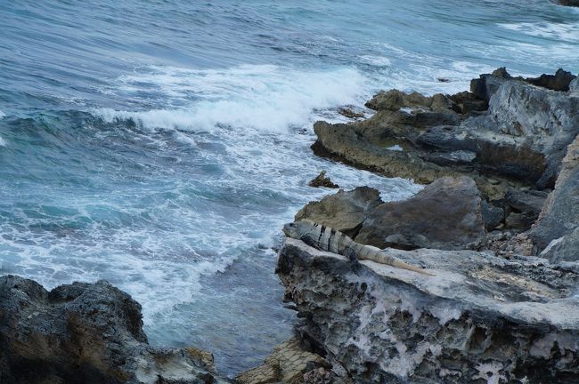 わかります？<br />黄昏ているイグアナがいました！<br />火曜サスペンス劇場のようでしょ？