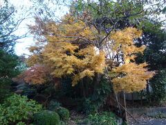 秋を探す八王子散策：小宮公園 2009/11/23

小宮公園の紅葉
