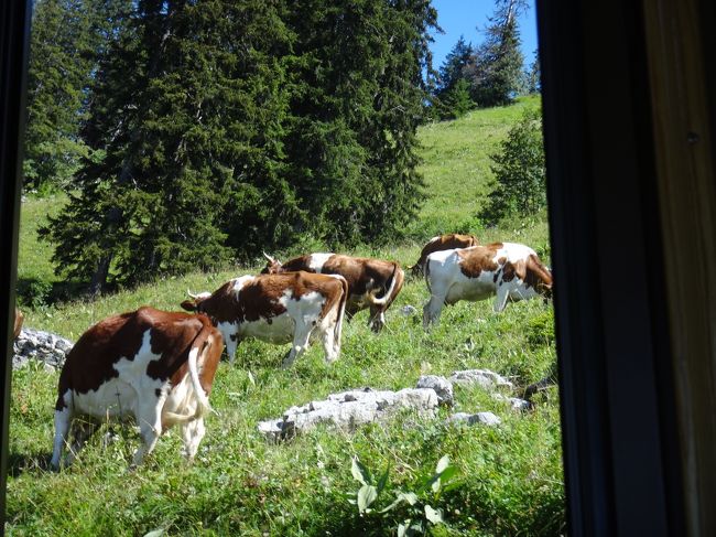 途中「カラン、コロン・・・」と乾いたカウベルの音が聞こえて窓の外を見ると、牛さんたちがお食事中。