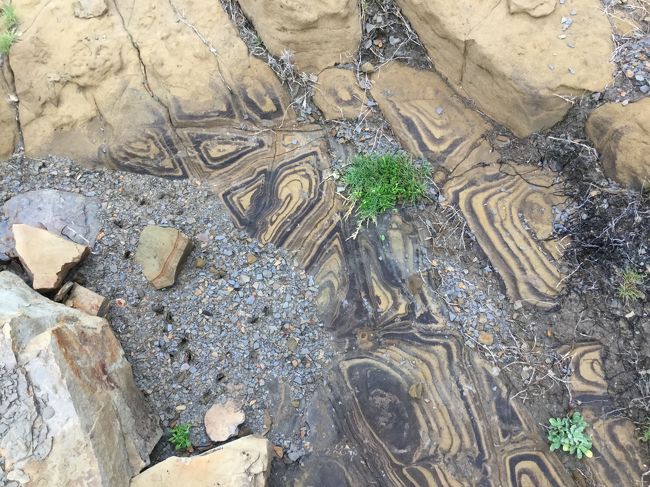 不思議な模様になっています。