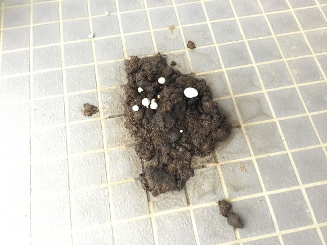 馬のう◯ちから きのこが。