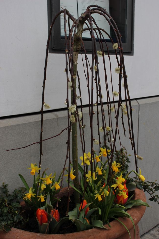 イースターの飾りも見つけました♪<br />ふわふわのネコヤナギが可愛いです。<br /><br />でも、なぜネコヤナギなんだろう？<br />調べてみると、キリストがロバに乗ってエルサレムに入る時、キリストがpalm（ヤシ）の葉を振っていた？（群衆が振っていた？）とされているのですが、ヨーロッパの地域では、寒くてpalm（ヤシ）が育たないので、春一番につぼみをつけるネコヤナギを代用しているのだそうです。<br /><br />春の訪れを祝うお祭りにはぴったりなのですね。<br />