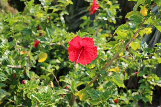 ハイビスカスの花も美しく咲いています。