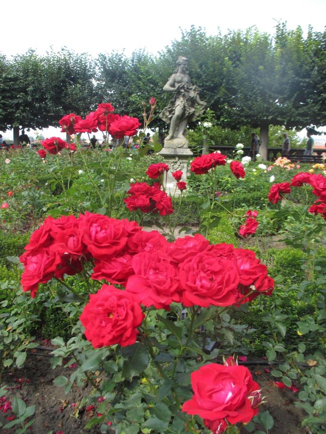Bamberg<br /><br />新宮殿のバラ園は見頃でした♪