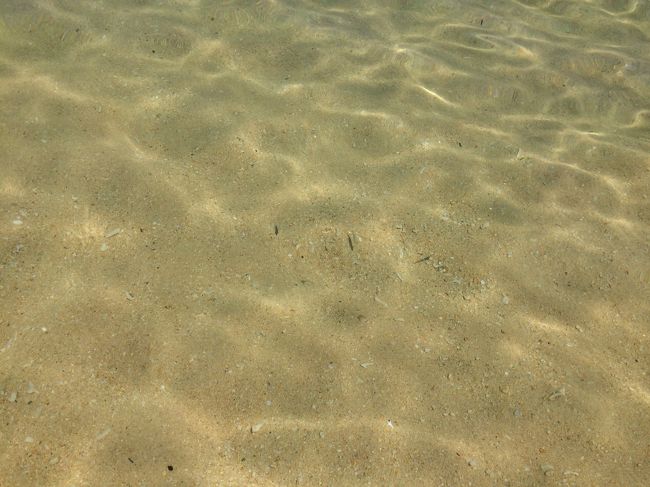 ご覧のとおり（見えますか？）海に入らずとも、お魚さんを見る事が出来ます。