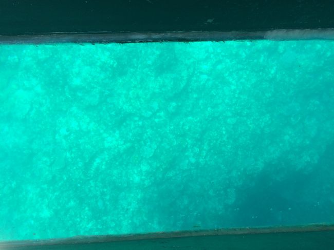 この辺でウミガメさんと遭遇し、正面のご家族連れのママさんと興奮してお話してしまいました(笑)<br /><br />何とか船長さんも、お客さんに見せたいと言う思いで、船を移動してくれたりしましたが、時間の関係で終了と相成りました。<br />残念。