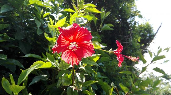 ここでも、ハイビスカスがきれいに咲いています。