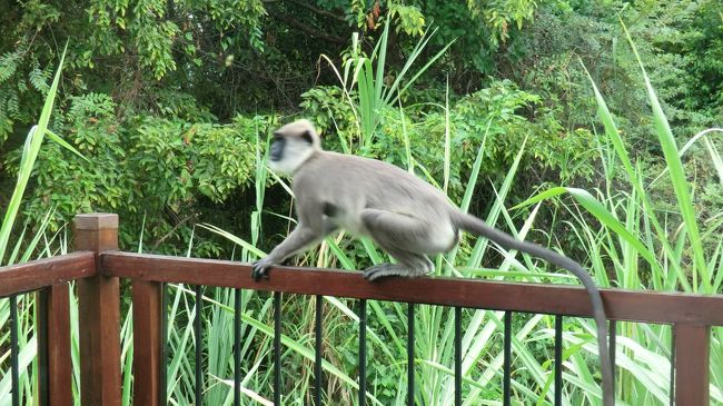 今にも雨が降りそうになってきたので、部屋に戻りました。<br />その後部屋をこの種類の猿の群れに包囲されました。<br />ヴィラの周囲を何匹も走りまわてちてちょっと怖かったです。<br />この猿はカオムラサキラングール。<br />ダンブッラやシギリヤロックにいたのはトクモンキーで、この２種類の猿がスリランカ固有種だそうです。