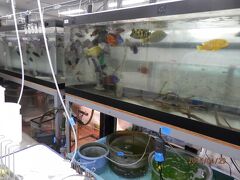 アクアトトぎふ水族館。今は展示してない魚。病気療養の魚。