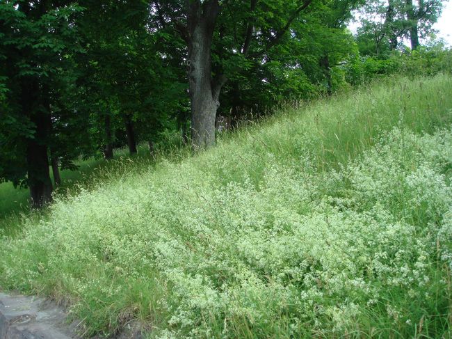 歩いて少し戻りました。たいした距離ではなかったように思います。<br />その途中の道端に咲く白い花。斜面一面に咲いて綺麗でした。