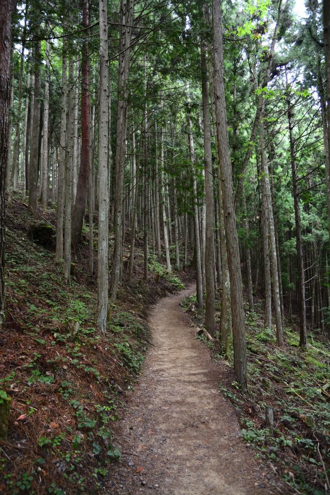 こんな山道を登ること約20分…